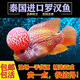 映棠羅漢魚(yú)魚(yú)苗起頭大苗亞成火鳳凰觀(guān)賞魚(yú)小型魚(yú)好養活德薩紅馬泰國苗 【泰國精品】鴻運羅漢魚(yú)9-11cm