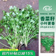 壽禾 農家小葉香菜種子老品種四季芫荽蔬萊籽種籽陽臺盆栽秋冬季菜籽 濰豐小葉香菜種子60g約4800粒