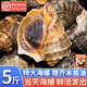鯨甘郎海螺鮮活特大新鮮海捕響螺帶黃貝類(lèi)生鮮小海鮮水產(chǎn)批發(fā)3斤5斤順豐 中號3斤裝（約8-10個(gè)/斤）
