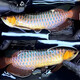 紫麒麟龍魚(yú)1公1母觀(guān)賞大型家養熱帶魚(yú)金龍魚(yú)苗或紅龍魚(yú)或銀龍撿漏 一公一母