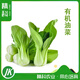 精科優(yōu)鮮有機油菜小青菜白菜莖肉肥厚清香爽口有機蔬菜綠色蔬菜順豐包郵 3斤