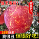 正宗云南昭通市丑蘋(píng)果蘋(píng)果新鮮水果紅富士冰糖心蘋(píng)果華碩孕婦包郵 【5斤裝】 【單果70-80mm】