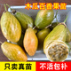 君揚廣西木瓜百香果苗新品種果樹(shù)苗金香蜜果肉可吃當年結果盆地栽爬藤 木瓜百香果15-25CM高