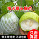 君揚廣西梨香白肉紅肉西瓜芭樂(lè )苗無(wú)籽紅寶石番石榴苗珍珠陽(yáng)臺盆栽地栽 珍珠芭樂(lè )兩年苗50-60CM高