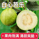 正宗現(xiàn)摘白心芭樂(lè) 新鮮軟脆兩吃時(shí)令鮮果整箱 5斤凈重4.5斤 單果80g+