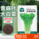 北蔬 青麻葉白菜種子苗直筒長(cháng)白菜秋季蔬菜種籽 天津綠白菜種子2000粒