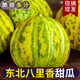 京府香園東北香瓜八里香花蕾甜瓜花姑娘新鮮脆甜應季多汁蜜瓜現摘水果整箱 精選5斤裝