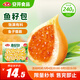 安井 魚籽包 240g 1包 魚糜含量45%  鎖鮮裝火鍋麻辣燙關(guān)東煮丸料