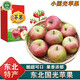南步正宗東北國光小蘋(píng)果 遼寧特產(chǎn)五蓮國光老品種笨蘋(píng)果新鮮孕婦水果 10斤 精選小果【約48個(gè)】