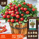 北蔬 小番茄種子苗盆栽陽(yáng)臺紅珍珠小西紅柿菜籽 盆栽小番茄種子約70粒