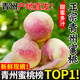 姬幻正宗青州蜜桃山東冬雪蜜桃脆甜離核小毛桃現摘冬桃應季新鮮水果A+ 3斤【單果100g+】