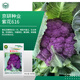 京研西藍花種子西蘭花椰菜花蔬菜種子青菜花西藍花松花菜種籽 紫花616 約1000粒