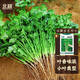 北蔬 香菜種子老品種小葉四季盆栽家庭小院種籽 濰萫香菜籽10g約800粒