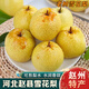 南步河北趙州雪花梨 趙縣特產(chǎn)冰糖雪梨煮梨水鴨梨香梨皇冠梨新鮮水果 3斤 精選大果【單果350g+】