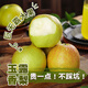 正宗山西隰縣玉露香梨 特級(jí)高端禮盒禮物生鮮水果酥梨蔬菜半價(jià) 15粒大果(10斤+)