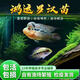 精品鴻運當頭羅漢苗進(jìn)口純種魚(yú)苗高起頭率爆頭熱帶觀(guān)賞魚(yú)耐活便宜 馬騮羅漢魚(yú)6-8厘米【品質(zhì)保障】