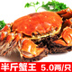 【活蟹】金日旺 陽(yáng)澄湖大閘蟹鮮活螃蟹半斤特大公蟹 5.0兩/只 6只