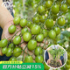 壽禾青甜2號小番茄苗老品種香甜綠果壽光蔬菜苗種苗 青甜2號小番茄苗 3棵