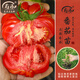 壽禾 蔬菜苗活苗帶土發(fā)貨大全菜苗種苗秋冬各種秧苗山東壽光苗子陽臺(tái) 馬蹄西紅柿苗6棵