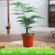 開(kāi)時(shí)果 大文竹盆栽老樁精品植物 大棵文竹室內大型綠植盆景源頭直發(fā)包郵 3年小文竹+原生土培盆/約15-25cm