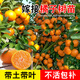 君揚廣西柑橘嫁接果樹苗無核沃柑砂糖橘子茂谷皇帝柑脆蜜脆皮金柑金桔 無籽砂糖橘苗 兩年苗45-50CM高（帶土帶葉）
