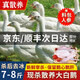 頤鄉情現殺大鵝農家散養大白鵝整只土鵝冷凍鵝肉生鮮五谷喂養熱門(mén)商品 農家大鵝凈重7-8斤/只【料包+鮮參】