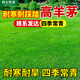 斡爾牧場(chǎng)草坪種子白標高羊茅草籽庭院綠化民宿耐寒源頭直發(fā)包郵