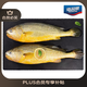 海名威 冷凍黃花魚(yú)700g/2條 寧德大黃魚(yú)地標 海鮮水產(chǎn) 生鮮魚(yú)類(lèi) 海魚(yú)