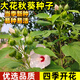 芙蓉葵種子新采大花秋葵種子草芙蓉四季種耐寒耐陰多年生宿根 大花秋葵種子半斤