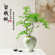 花城水調流泉楓大型綠植客廳室內室外辦公室桌面盆景有造型植物盆栽 黃金流泉50-65cm含米白圓球盆