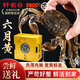 【活蟹】軒農(nóng)谷六月黃鮮活大閘蟹禮品螃蟹禮盒海鮮水產(chǎn)新鮮活湖蟹 2.3-2.6兩/只【10只禮盒裝】