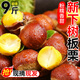 鮮級佳丹東板栗新鮮當季東北特產(chǎn)野生錐栗大果甜糯毛栗子現摘整箱包郵 產(chǎn)地直發(fā) 單果 21mm+ 凈重4.82斤