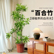 雅致1.1-1.3m百合竹綠植客廳大型盆栽室內好養花卉植物原盆源頭直發(fā)