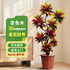 瑯闕變葉木大型綠植變色木盆栽客廳高級感辦公室1.5-1.7m原盆源頭直發(fā)