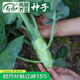 壽禾 大芯香菇芥蘭種子雞腿芥藍(lán)紫芥蘭蔬菜壽光農(nóng)家秋冬季播種菜種籽 雞腿芥蘭種子30g裝