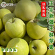【順豐】正宗王林蘋(píng)果煙臺雀斑麻臉美人翡翠王林青蘋(píng)果新鮮水果 新疆王林 大果5斤 80-85mm【新疆直發(fā)】