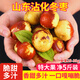 崠鮮山東沾化冬棗新鮮水果當季水果大棗子脆甜青棗紅棗整箱鮮棗 特大果 凈重5斤