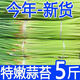 5斤蒜苔新鮮現發(fā)嫩蒜薹批發(fā)紅帽蒜苔蒜毫農家自種蒜苔包郵超低價(jià) 5斤嫩蒜苔 脆嫩可口