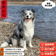 邊牧幼犬純種邊牧隕石邊牧雙血統(tǒng)黑白邊牧邊境牧羊犬金邊牧活體狗 寵物級 隕石邊牧 公