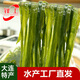 鐸上精品鹽漬海帶絲整箱新鮮大連特產(chǎn)厚長(cháng)絲非即食非干貨涼拌菜火鍋 1.5kg
