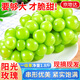 京地達江蘇陽(yáng)光玫瑰葡萄青提子凈重1.8斤單果10g+新鮮水果源頭直發(fā)包郵