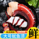 特大魷魚(yú)須新鮮速凍脆口魷魚(yú)須非章魚(yú)足超大冷凍生鮮水產(chǎn)商用批發(fā) 超大號(hào)5斤