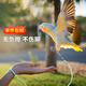 鸚鵡牽引繩放飛繩鸚鵡腳環(huán)腳鏈外出遛鳥(niǎo)繩不傷腳安全繩玄鳳牡丹 6號(hào)+2米繩【八哥/玄風(fēng)/小太陽(yáng)】 可調(diào)節(jié)手腕帶 彈力緩沖不傷腳
