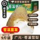 【順豐可選】蒼溪雪梨 四川廣元土梨子新鮮大果現(xiàn)摘整箱麻梨子 【蒼溪雪梨】9斤（9枚）|發(fā)普快