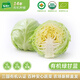 有機匯有機綠甘藍 生鮮包菜大頭菜 新鮮有機 產(chǎn)地種植 營(yíng)養豐富零農殘 圓甘藍 500g
