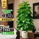 臨雅綠蘿柱盆栽客廳大型綠植室內除甲醛好養1.4-1.5m奶油盆源頭直發(fā)