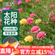 花沃里 太陽(yáng)花種子混色約200粒 花卉種子家庭盆栽陽(yáng)臺/辦公室/庭院草籽