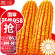 大禹鄭單958玉米種子國審產(chǎn)高矮大棒雜交抗旱抗倒官方正品矮桿包谷 企選國審鄭單958玉米種子500g6袋