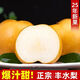 正宗脆甜山東豐水梨當季新鮮秋季節(jié)月梨子薄皮梨子爆甜多汁 5斤帶箱 凈重4.5斤 【超值裝】單果250g+