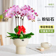 臨雅帶花發(fā)貨蝴蝶蘭盆栽花卉綠植室內大花粉鉆石四梗冠軍杯源頭直發(fā)